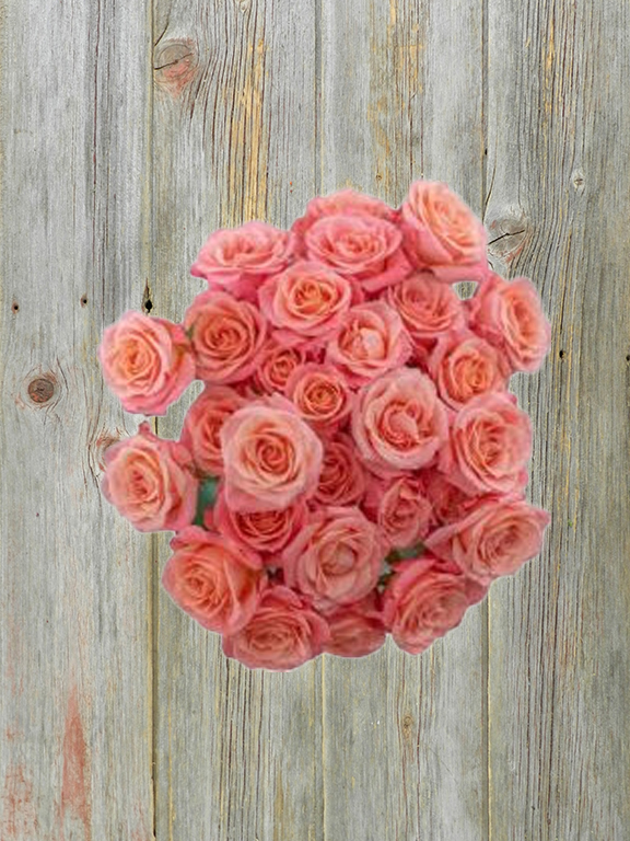 PEACHY PINK JEWEL  PINK SPRAY ROSE